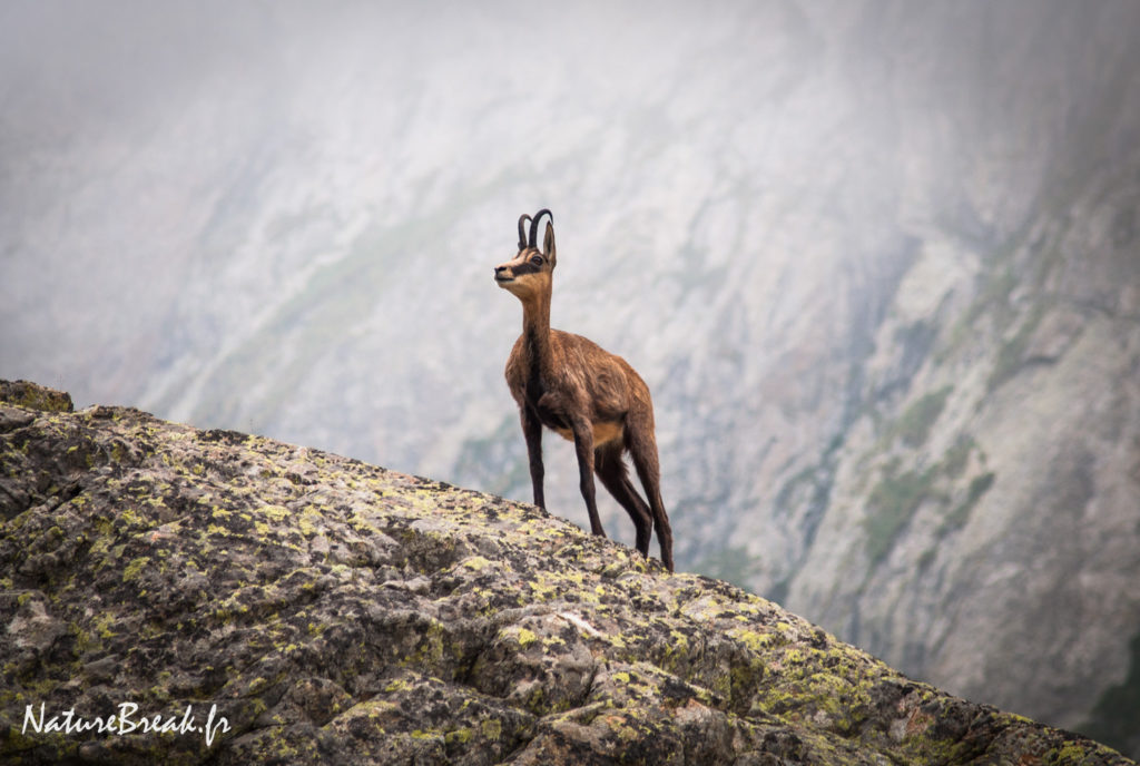 Chemin du Refuge de Nice - Chamois