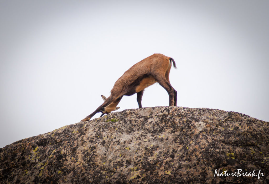 Chamois qui fait du yoga