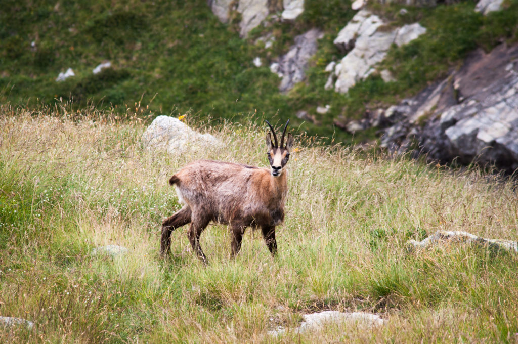 Chamois