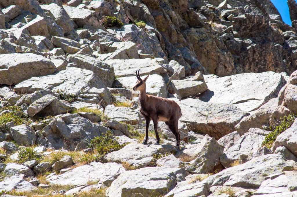 Chamois aux lacs du mont Gélas