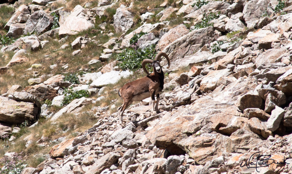 Mouflon