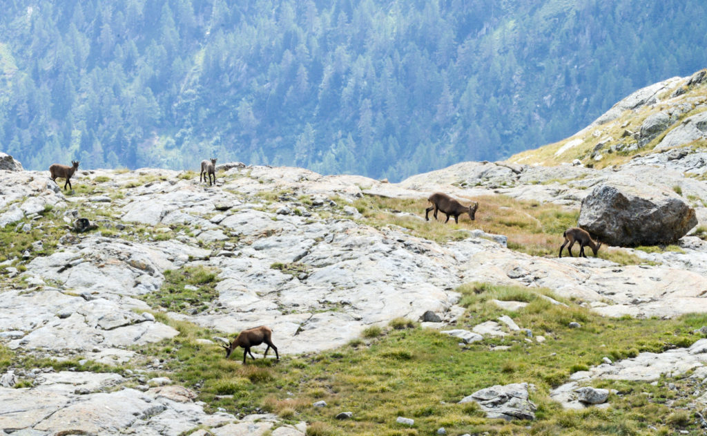 Lac de l'Agnel - Chamois et Bouquetins