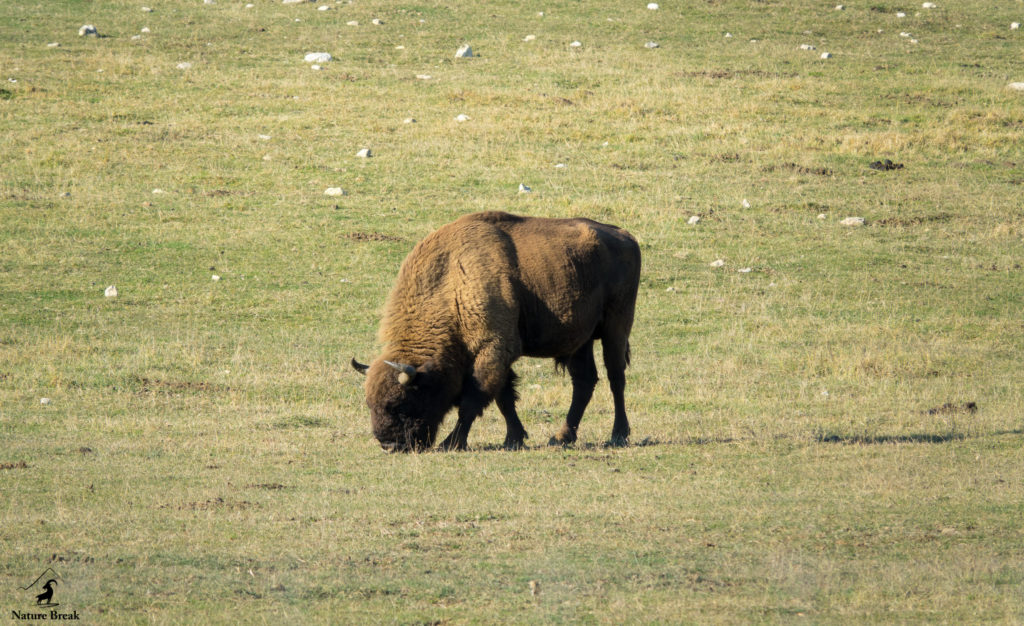 Bison d'Europe (Réserve des Monts d'Azur)