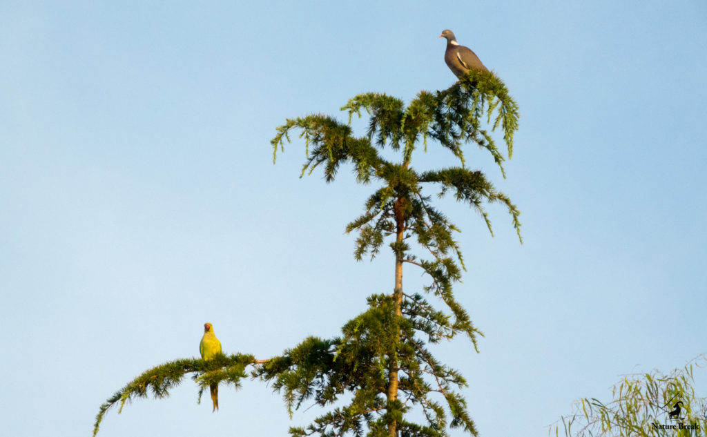 Pigeon ramier (Columba palumbus) et Perruche à collier (Psittacula krameri)
